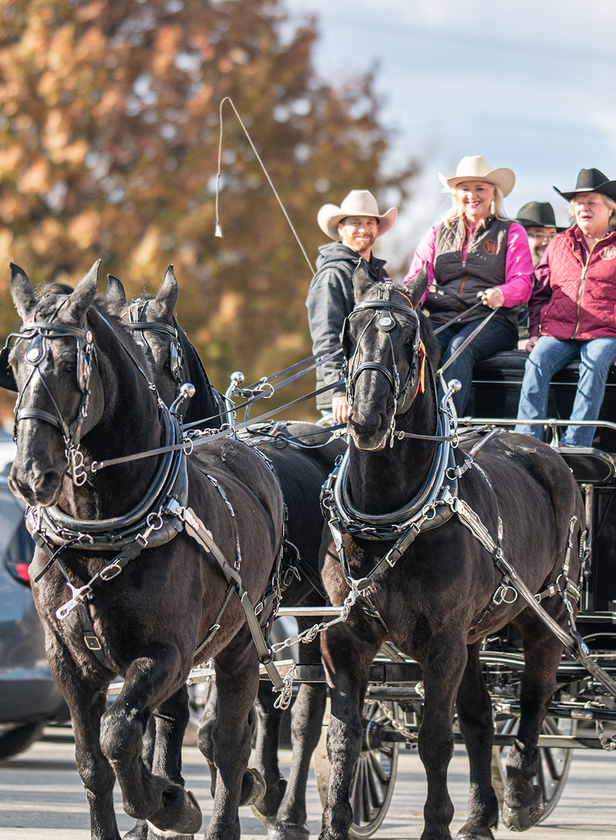 Draft horses driving a carriage