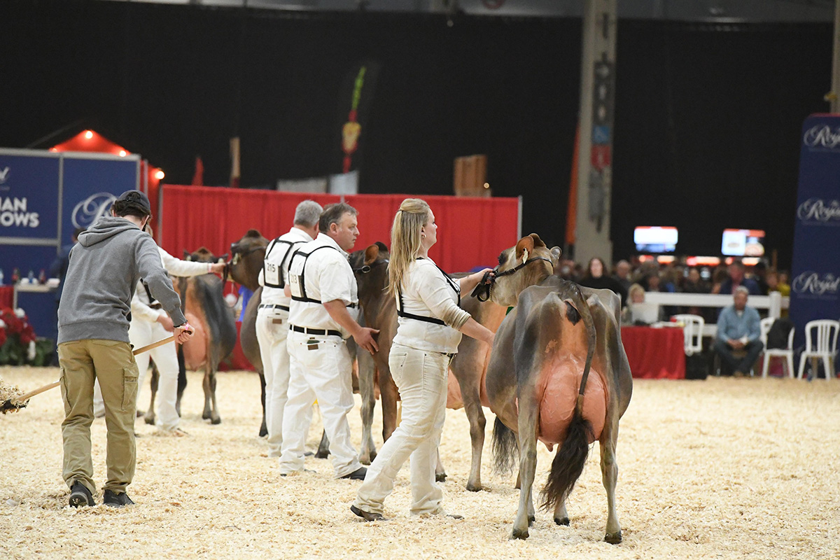 Royal Fair Jersey cow show