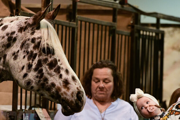A baby meets an Appaloosa horse