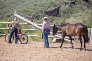 Introducing a Horse to a Bicycle