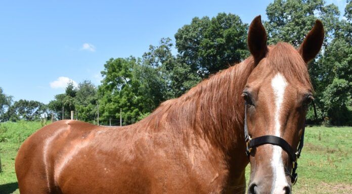 Cute photo of a sorrel mare