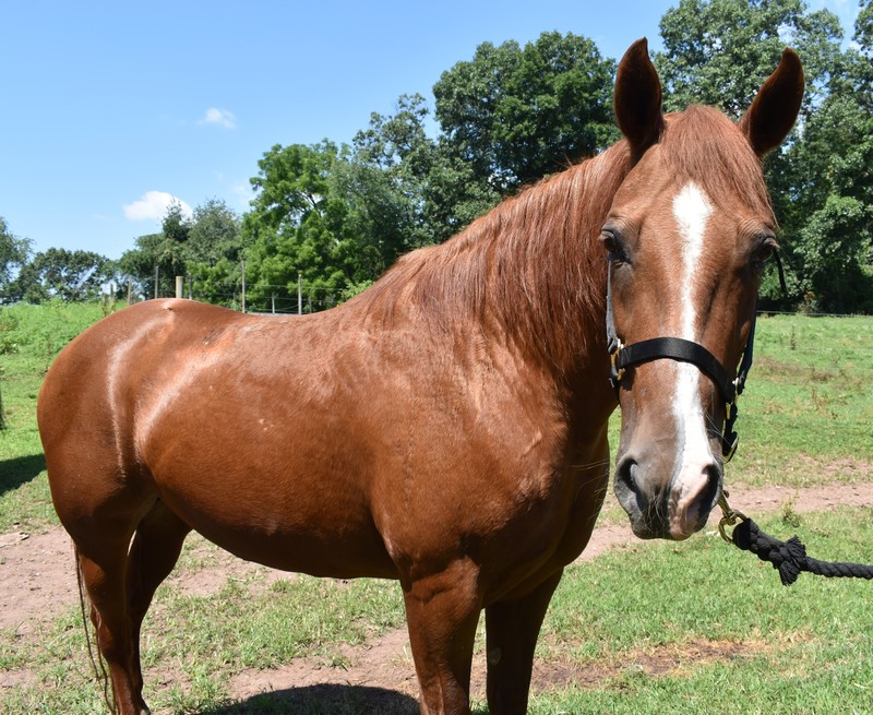 Cute photo of a sorrel mare