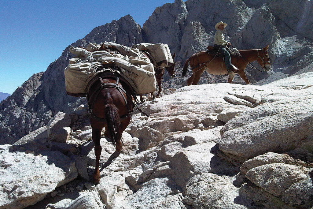 equines fighting fires