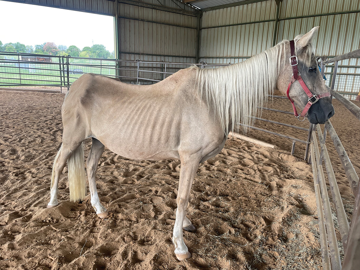 A "before" picture of an emaciated rescue mare