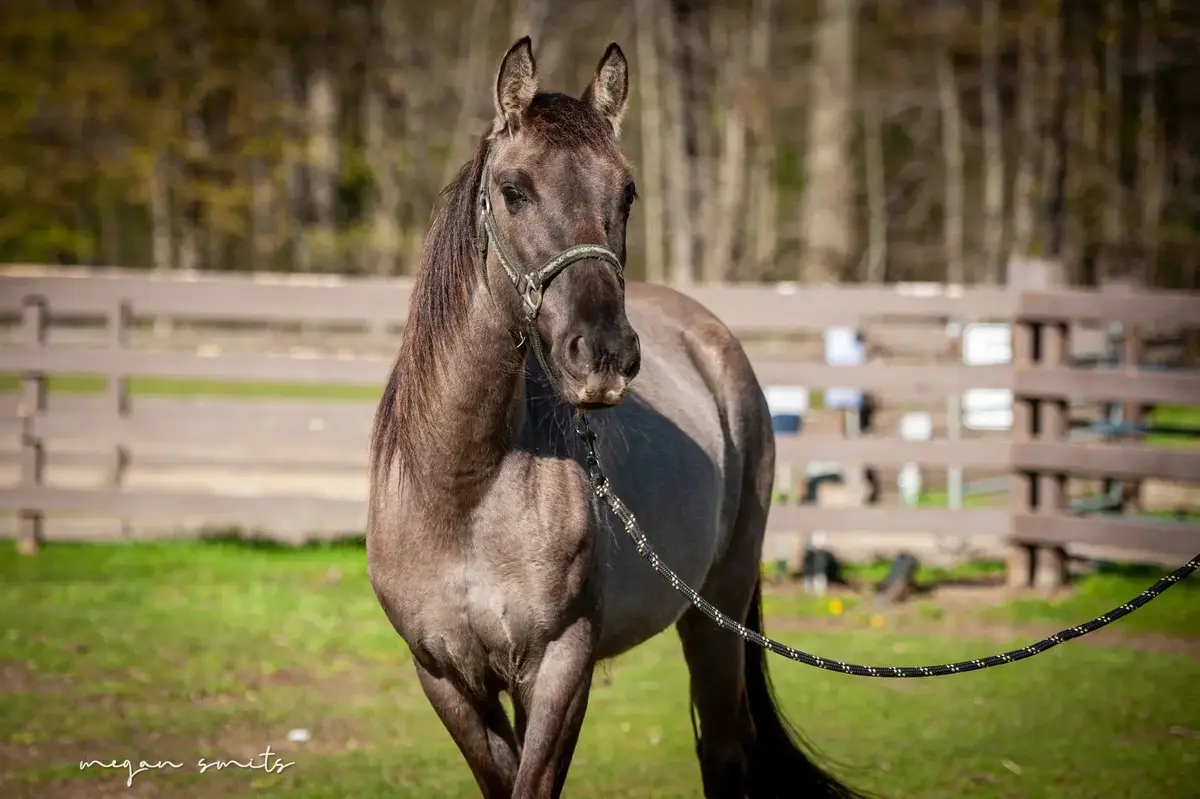 A grulla mare.