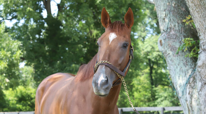 A headshot of a chestnut Thoroughbred