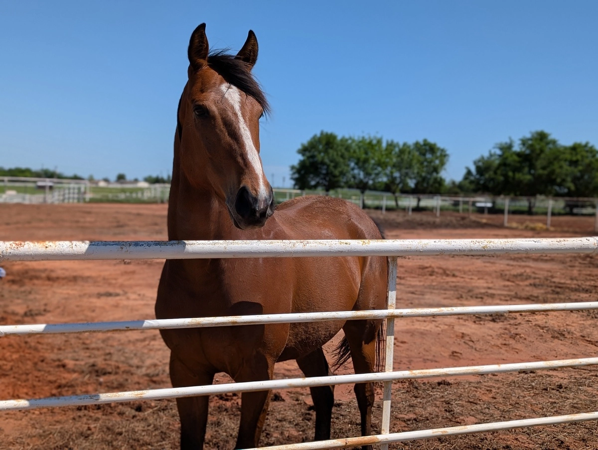 A bay Thoroughbred gelding.