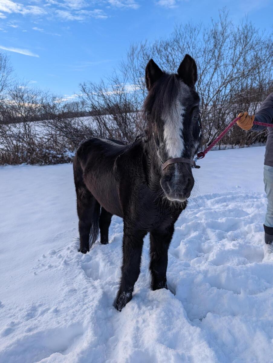 A senior pony mare in the snow.