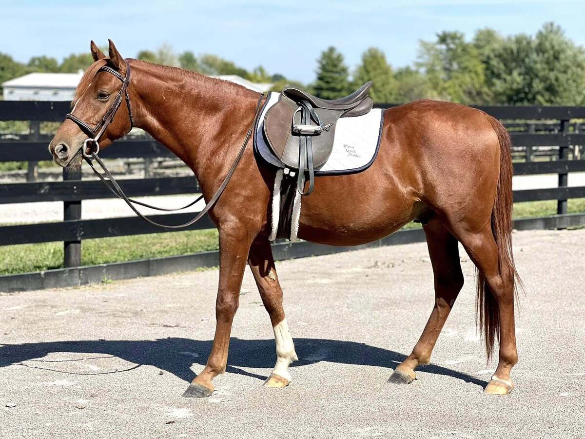 A conformation of a chestnut gelding in English tack.