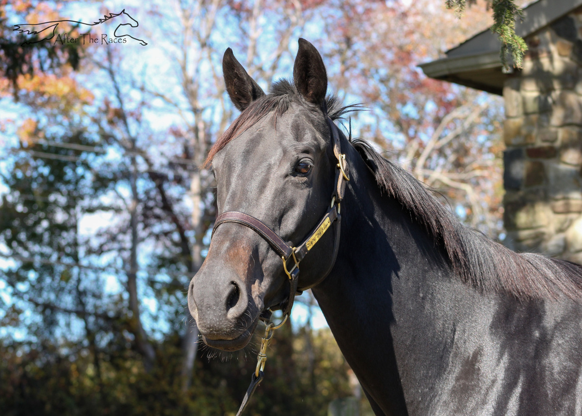 A Thoroughbred mare.