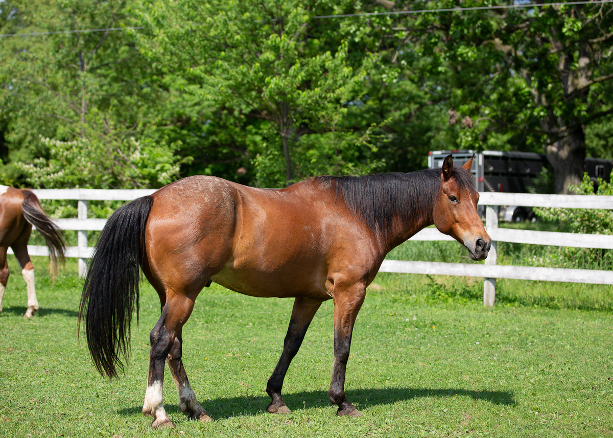 A bay gelding in a grassy pasture.