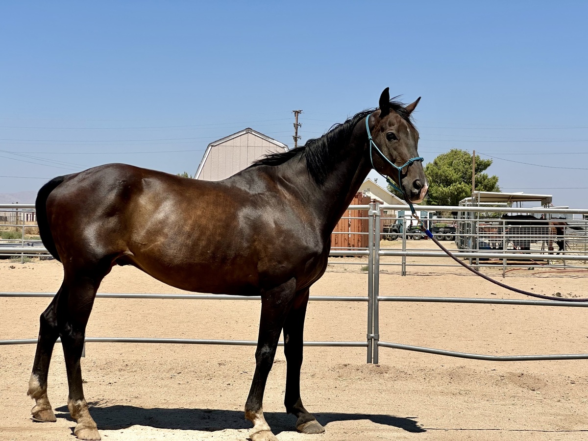 A Holsteiner gelding.