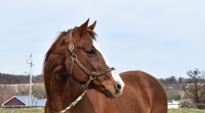 A headshot of a beautiful chestnut mare