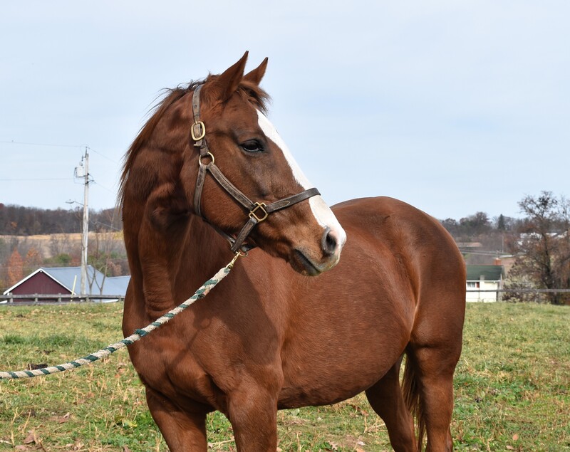 A headshot of a beautiful chestnut mare