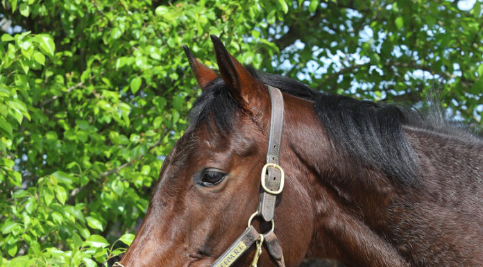 A headshot of a bay Thoroughbred gelding