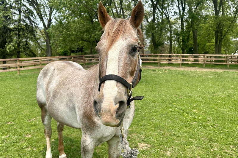 A close-up of an adorable Appaloosa gelding