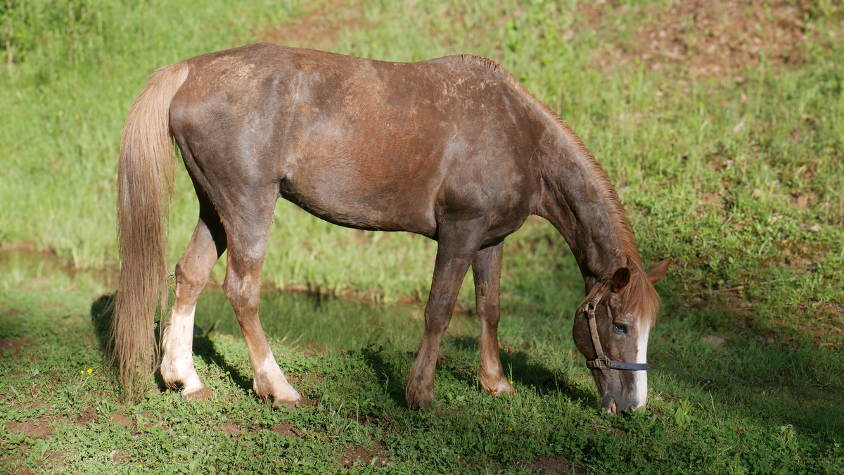 A Tennessee Walker gelding.