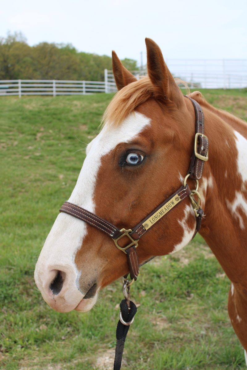 A blue-eyed Paint gelding.