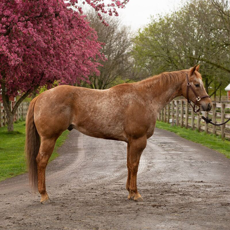 Appaloosa gelding conformation shot