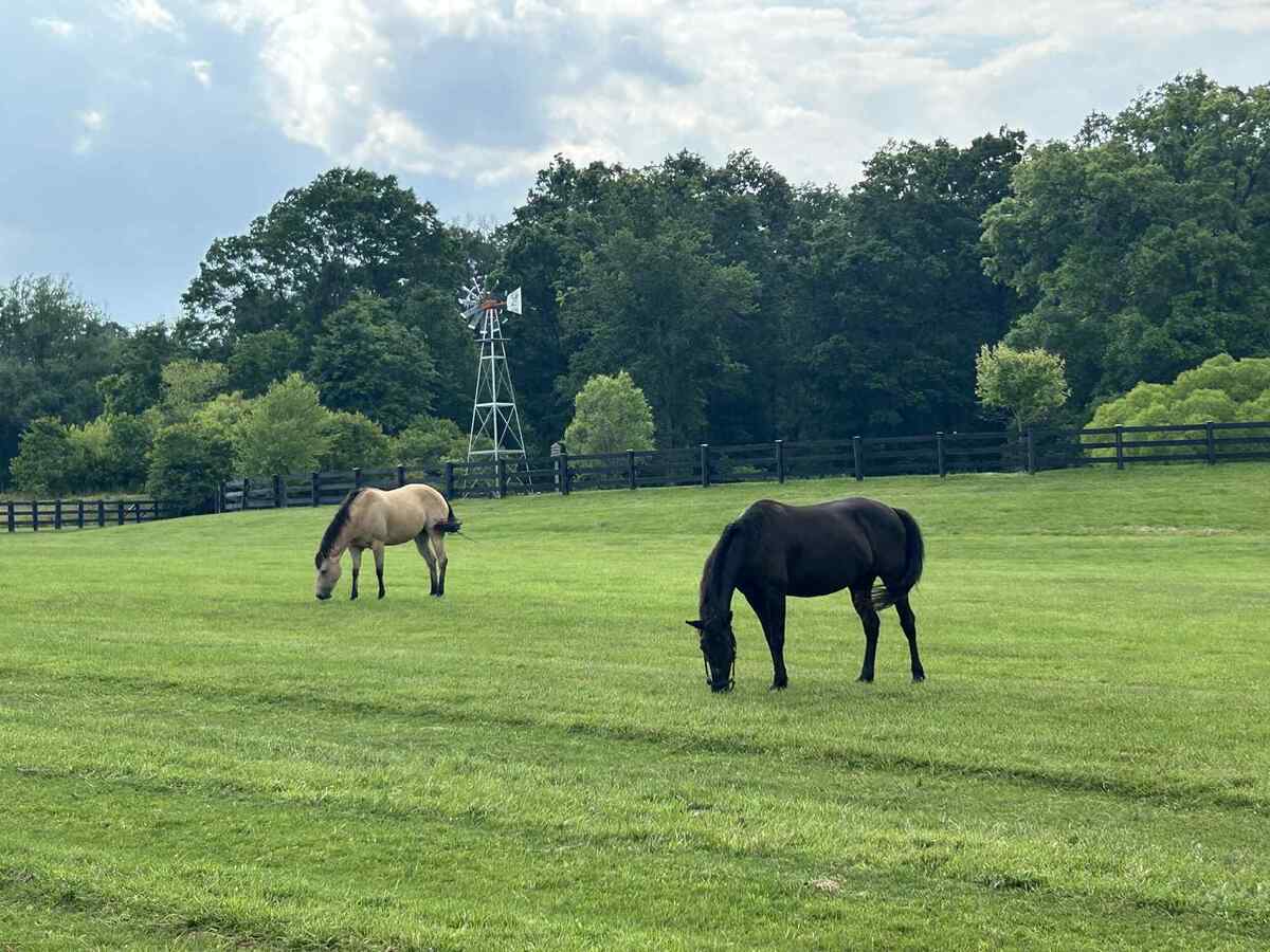 Two mares grazing in a field.