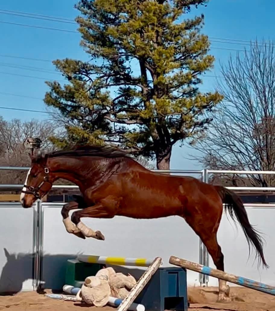 Dawson City, the featured adoptable horse on Barn Banter episode 35.