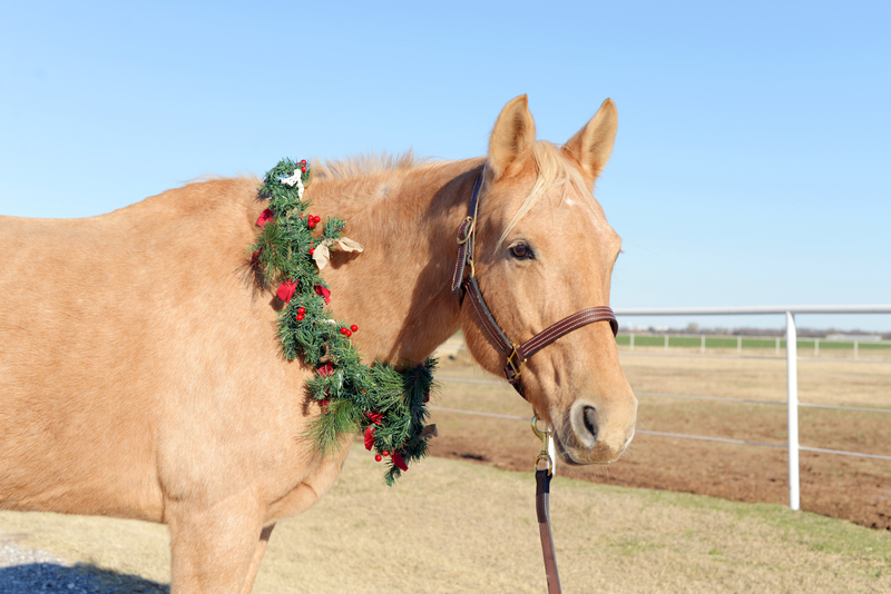A palomino mare wearing a Christmas wreath around her neck