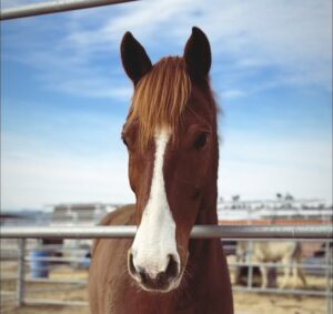 ASPCA Right Horse Adoptable Horse of the Week: Golden