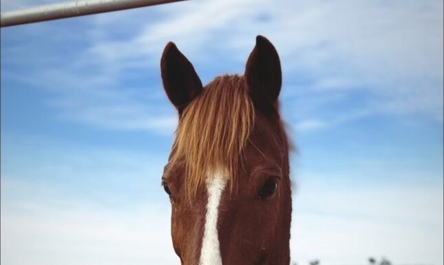 A cute, blaze-faced chestnut gelding