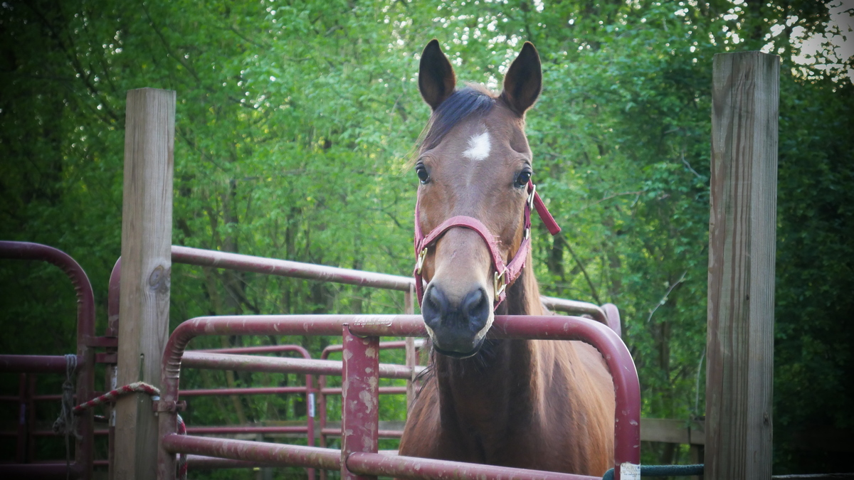 A bay Quarter Horse gelding.