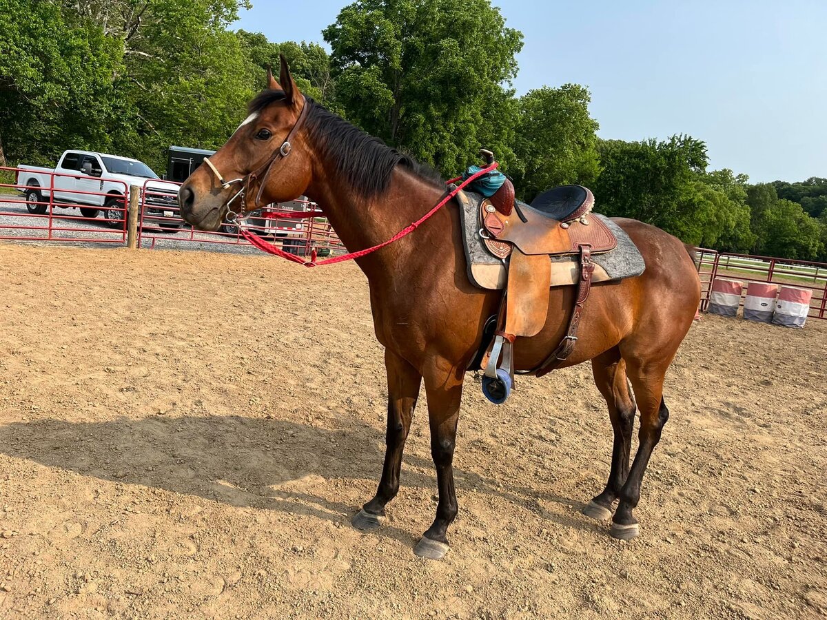 A Thoroughbred mare in Western tack.