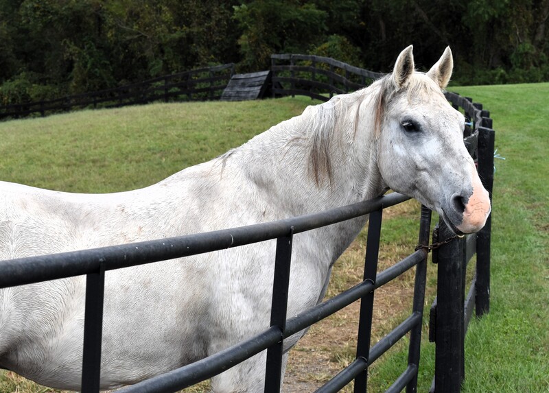 A gray gelding in a paddock