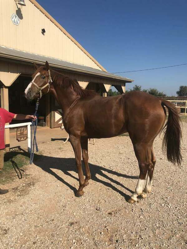 An off-the-track chestnut Thoroughbred gelding