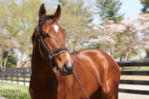 ASPCA Right Horse Adoptable Horse of the Week: Klugman