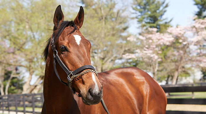 A bay Thoroughbred gelding