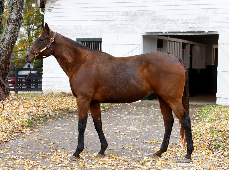 Conformation photo of a bay Thoroughbred mare