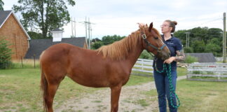 A small chestnut filly.