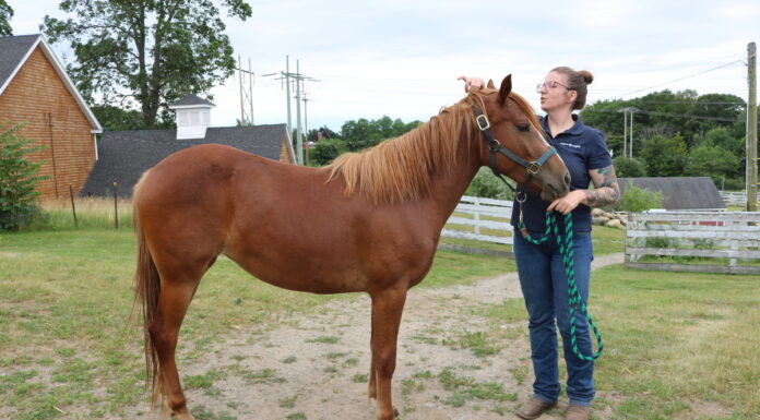 A small chestnut filly.