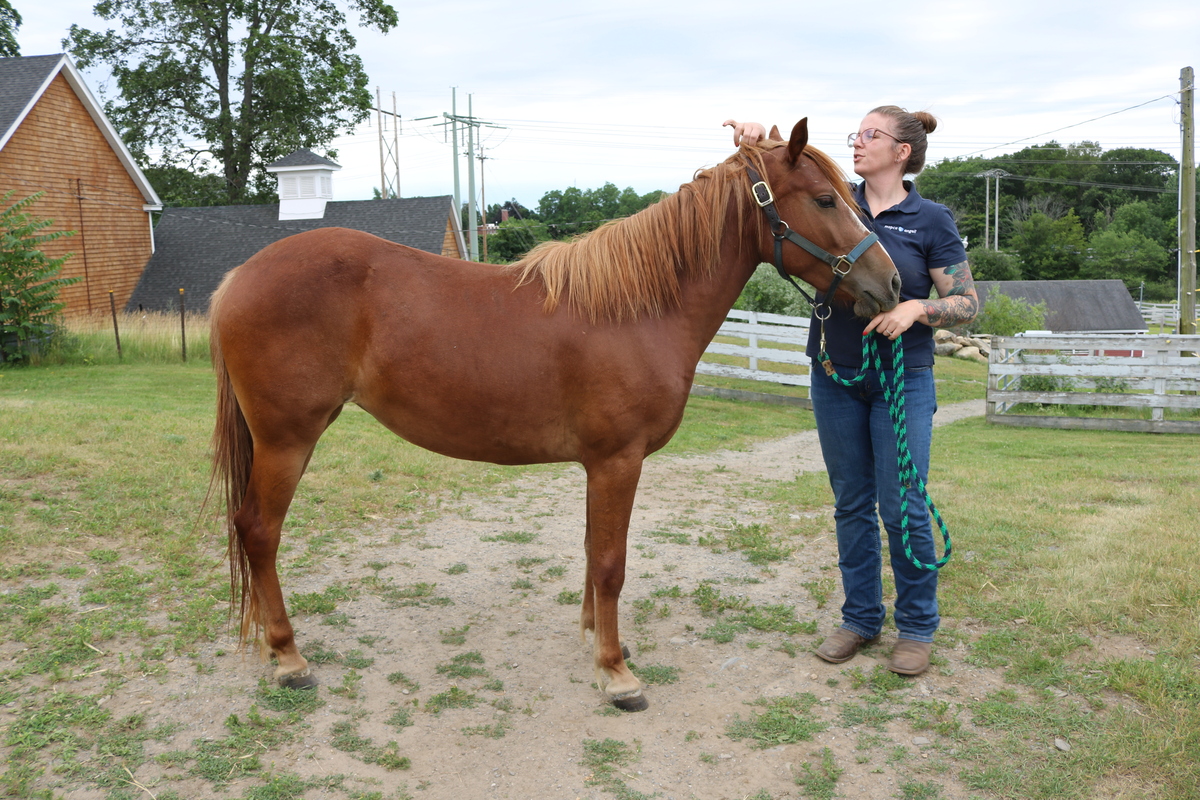 A small chestnut filly.