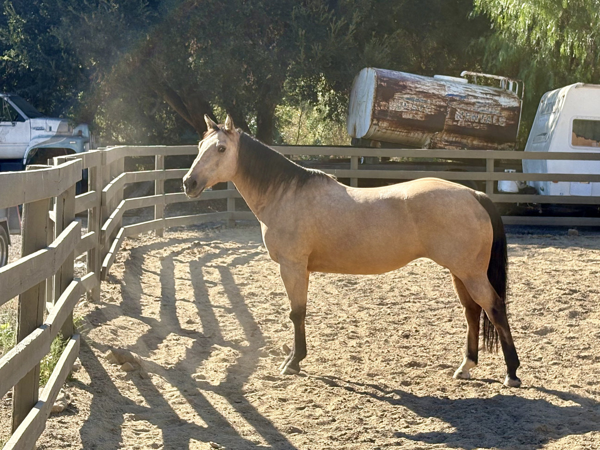 A buckskin mare.