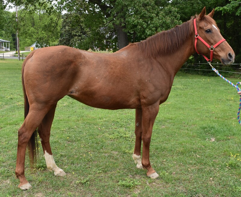 A conformation shot of a chestnut mare