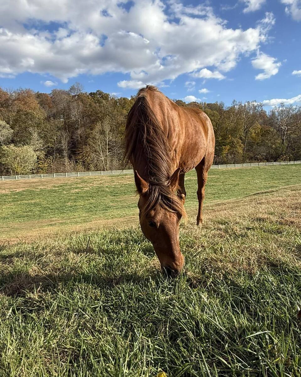 A chestnut mare grazing in a field.