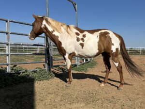 ASPCA Right Horse Adoptable Horse of the Week: Moonshine