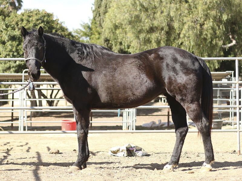A conformation photo of a black mare