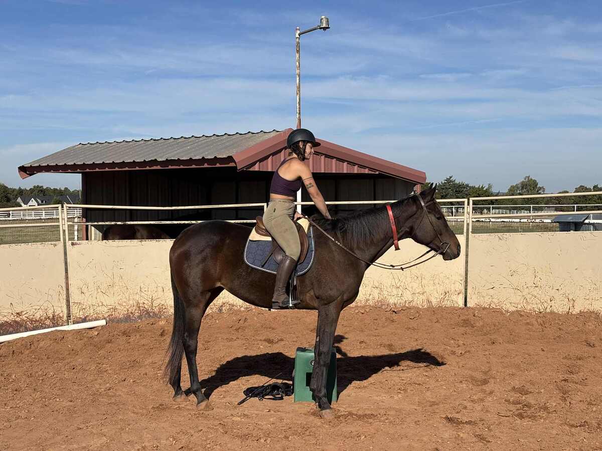 An OTTB under saddle.