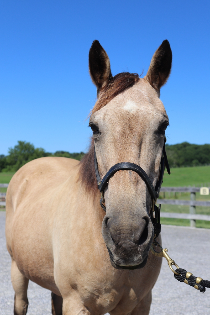 A buckskin mare.