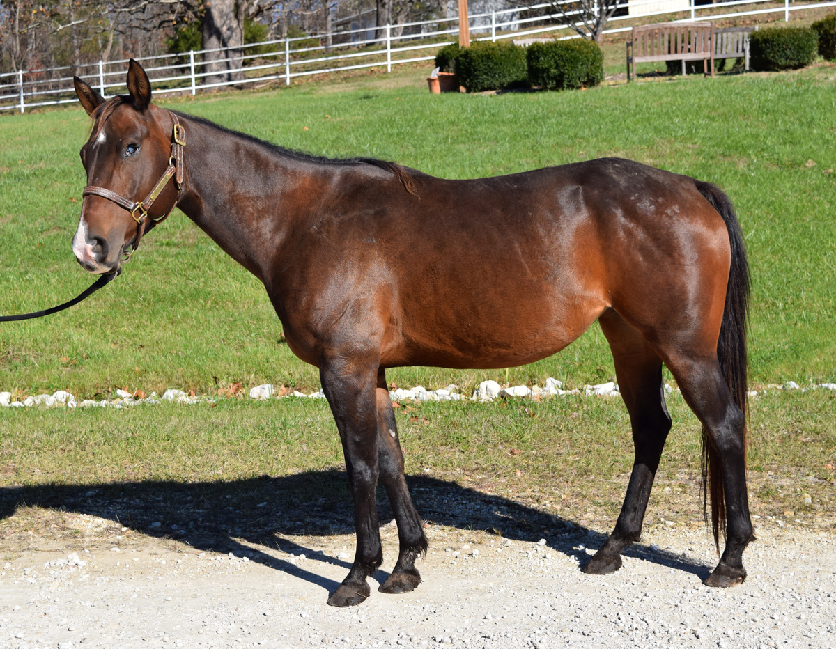 A blind bay mare.