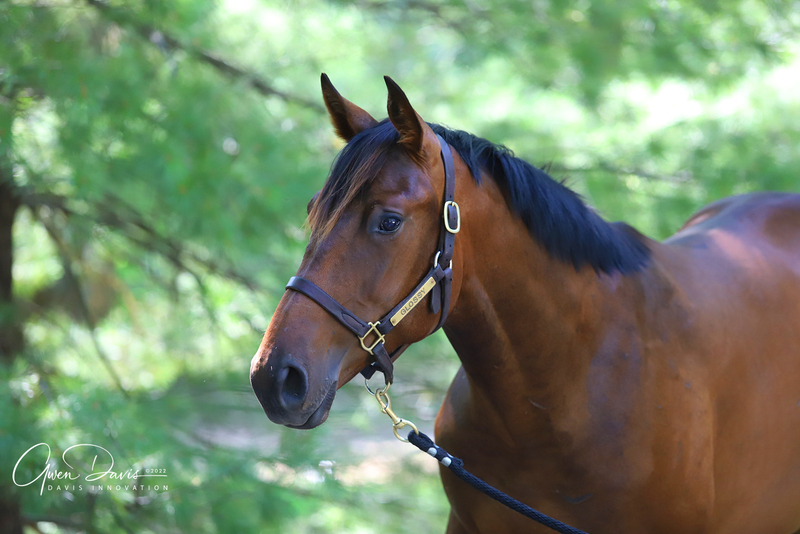 A bay Thoroughbred gelding