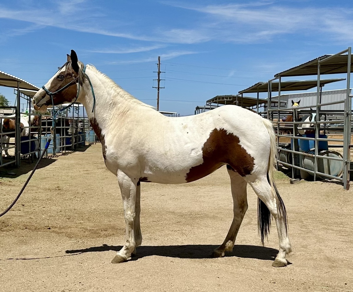 A conformation photo of a pinto mare.
