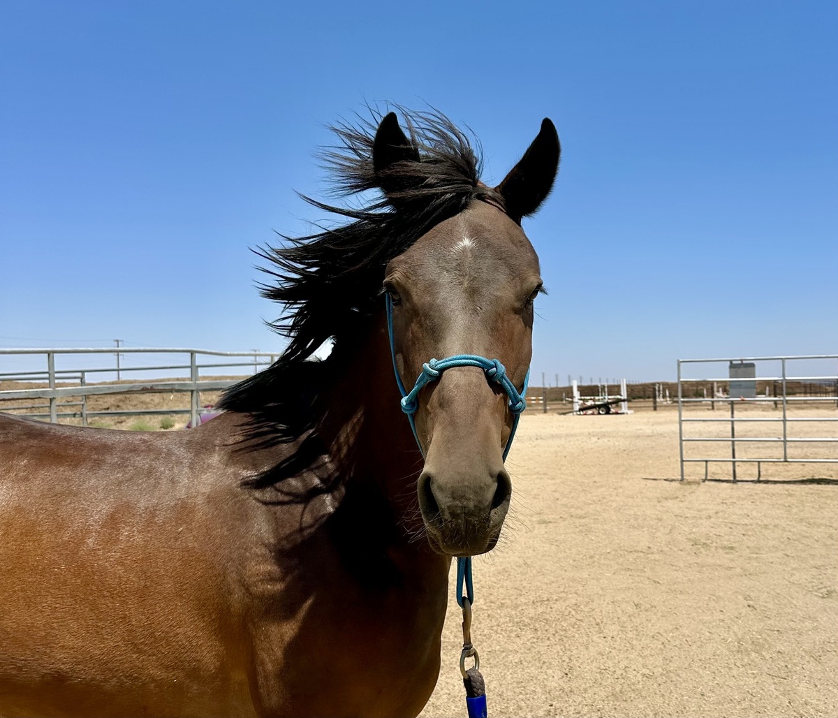 A bay Mustang gelding.