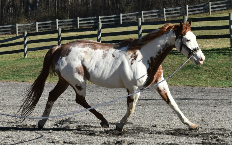 A pinto gelding trotting on a longe line